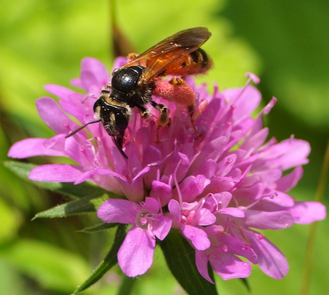 Apidae Andreninae: Andrena hattorfiana, femmina